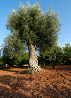The olive tree